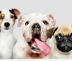Screenshot_2021-06-06 Freepik Découvrez les meilleures ressources graphiques gratuites sur dogs, 23 531 résultats